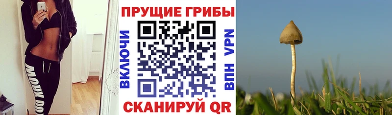 как найти закладки Великие Луки Псилоцибиновые грибы ЛСД